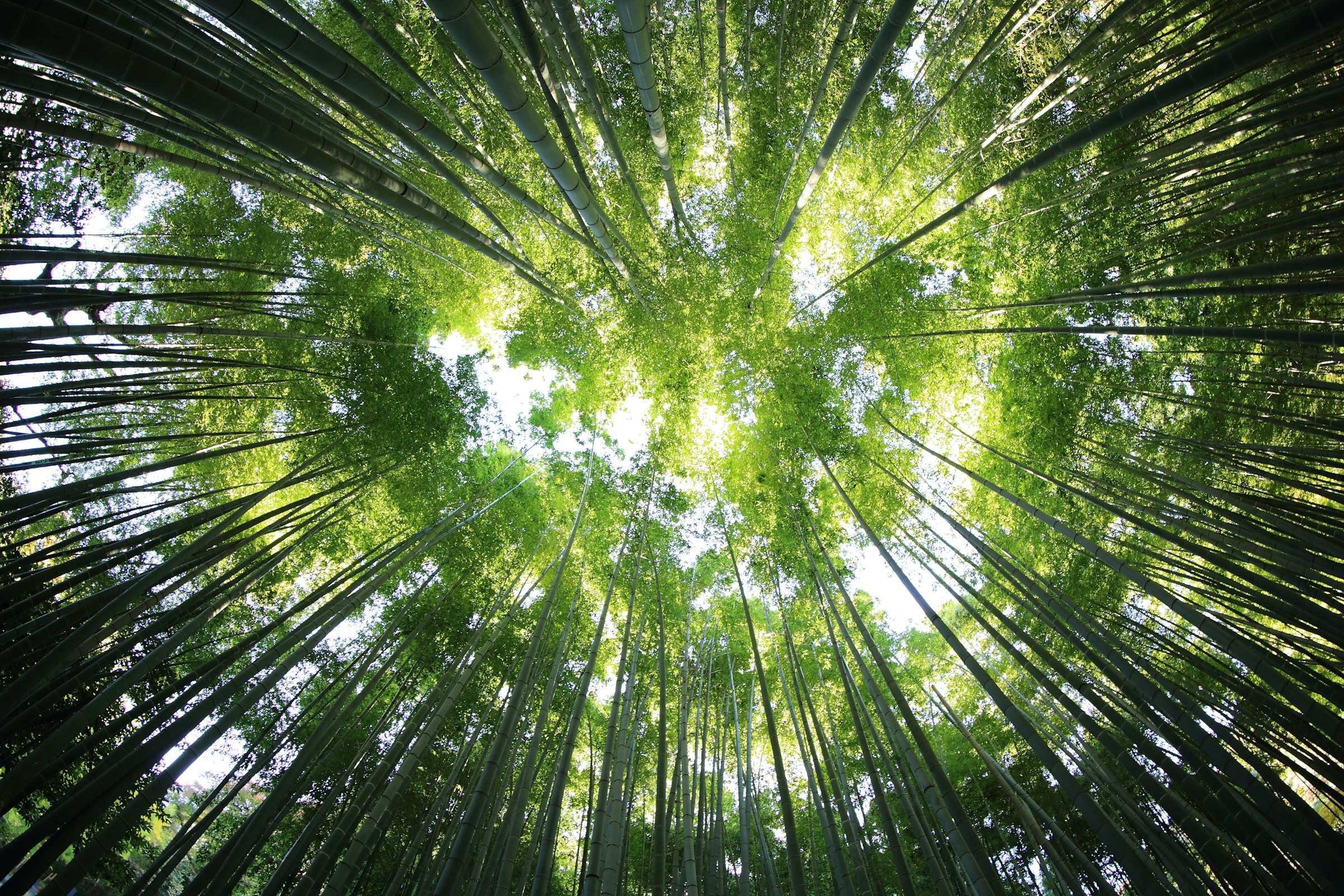 Bamboo forest canopy representing growth and sustainability