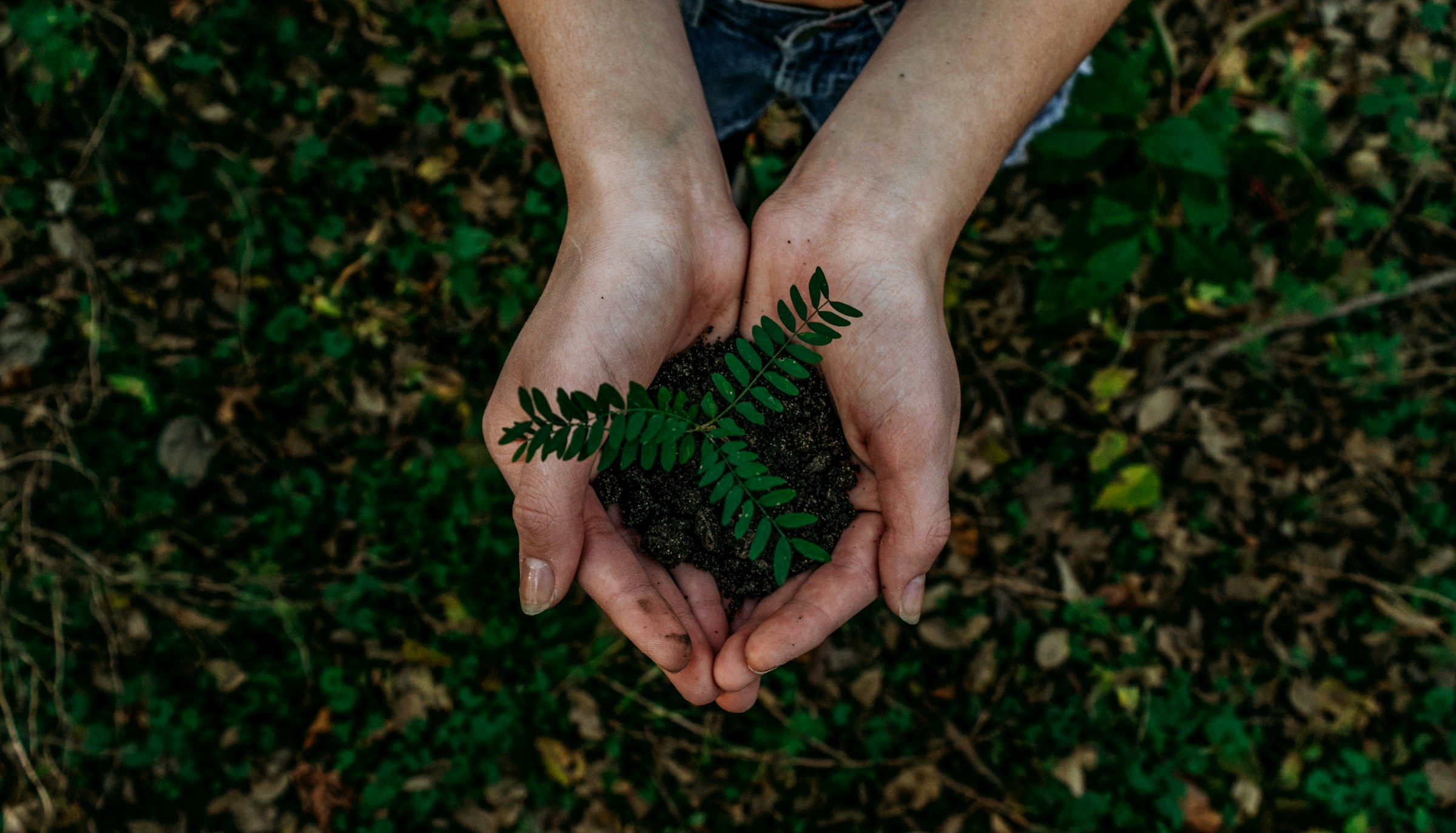 Regulatory Compliance - Forest canopy